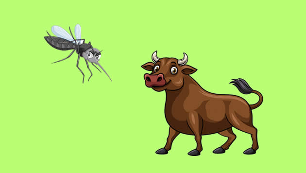 El buey y el mosquito