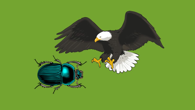 Un águila y un escarabajo